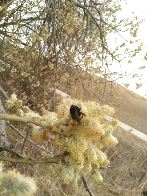 Bauern brauchen und schützen die Bienen!