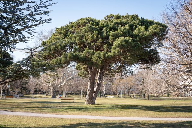 Schirmföhre | Foto: Ebster