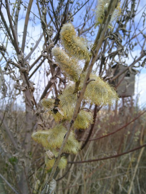 Wildbiene bei der Arbeit