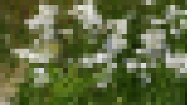 Welche Blume suchen wir? Hinweis Nr. 2