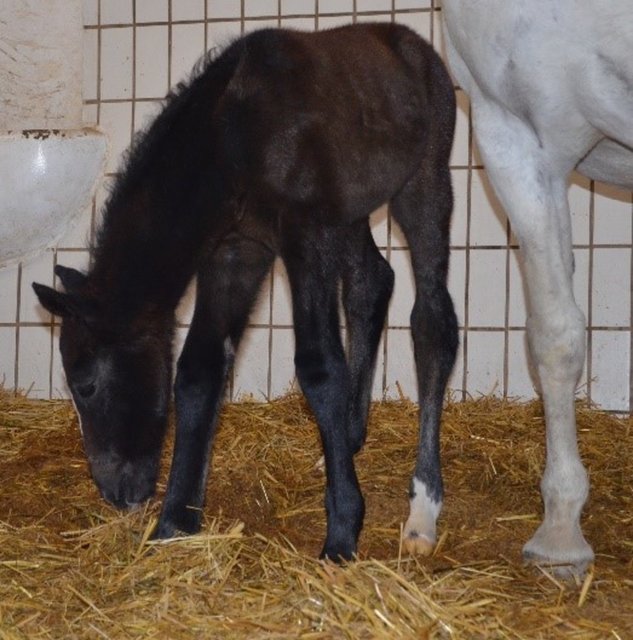 Maestoso Rianna ist kein Designersessel, sondern das erste Fohlen in Piber im neuen Jahr. | Foto: Lipizzanergestüt Piber