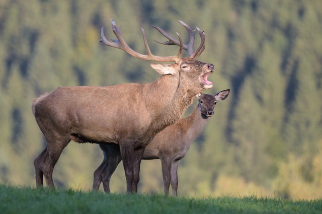 Über 1.000 Tiere gibt es im Park zu sehen. | Foto: Foto: Tierpark Altenfelden