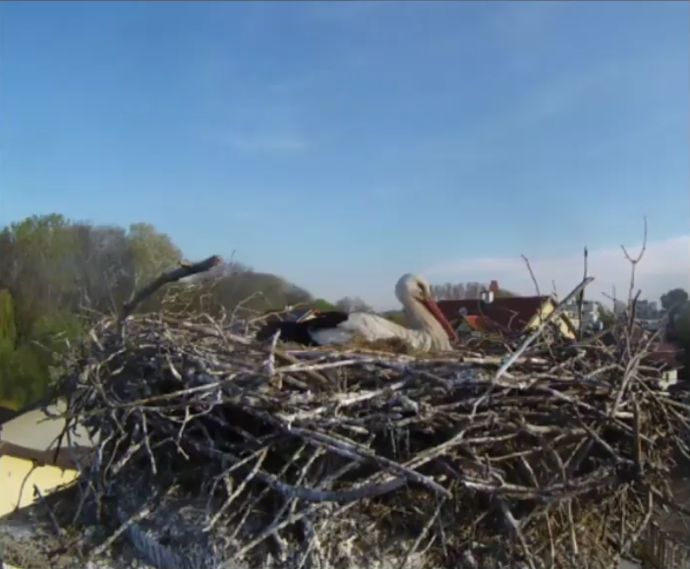 Die "Storchencam" erlaubt es, die Vögel rund um die Uhr zu beobachten.