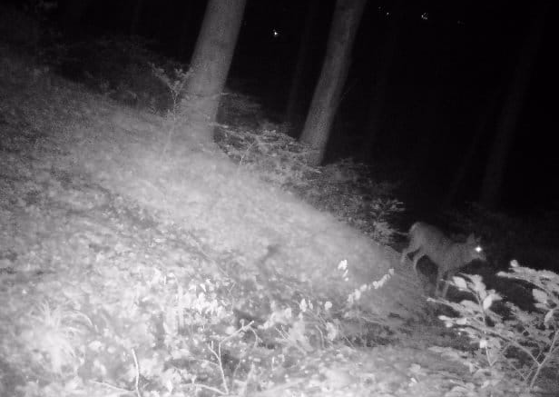 Auch am Tulbingerkogel war der Wolf unterwegs.