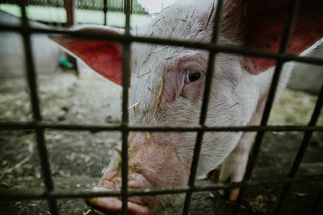 Die vergangene Sitzung im Landtag war dem Thema Tierschutz gewidmet. Keine guten Neuigkeiten gab es für den Pinzgau.
 | Foto: Phil Hearing/Unsplash