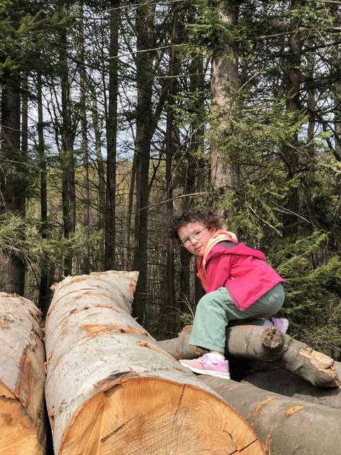 Aus Holz wird Wärme gewonnen: Biomasse-Anlage in Klosterneuburg geplant. | Foto: Tawfik