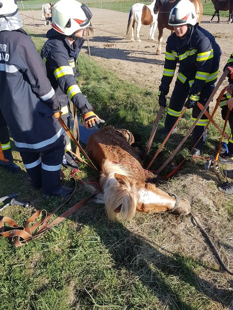 Das Pferd war bereits stark unterkühlt.