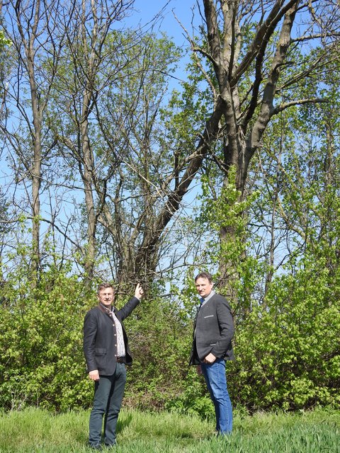 Kurt Wimmer und Gerhard Mörk (Landwirtschaftskammer Bruck) zeigen einige bereits umgefallene Eschen entlang des Reisenbaches. | Foto: © bme