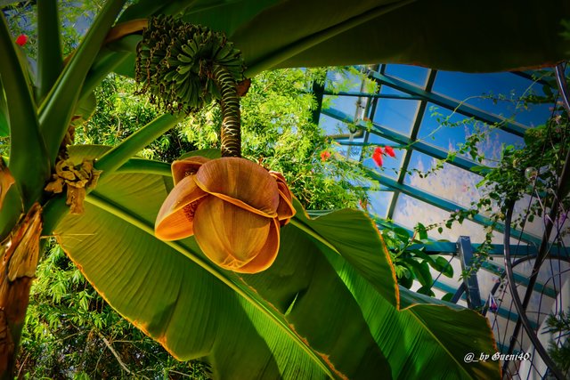 ...........schöne Leuchten wachsen da,grinsssss....