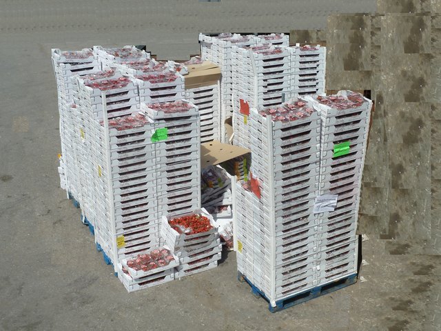 Knapp 3.500 kg Erdbeeren warten auf einem Müllplatz in Graz auf ihre "Weiterverarbeitung".