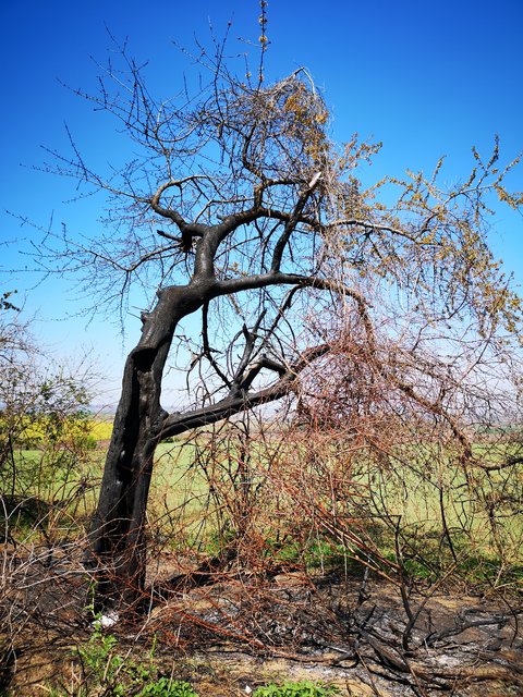 Direkt an der Grenze zu Tschechien, entdeckte eine Leserin diesen abgebrannten Baum. Wie es dazu kam, ist leider nicht bekannt. Aufgrund des Schadensbild verlief der Brand aber, zum Glück, glimpflich. | Foto: Birgit Heidegger
