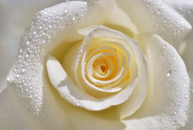 Im Mai werden die Rosen im Bezirk Rohrbach verteilt.