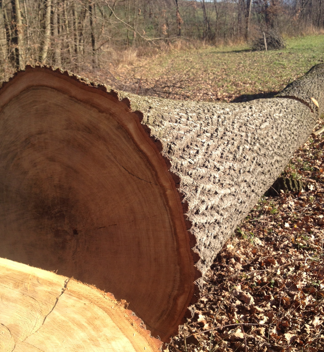 In Österreich wächst pro Sekunde ein Kubikmeter Holz nach.