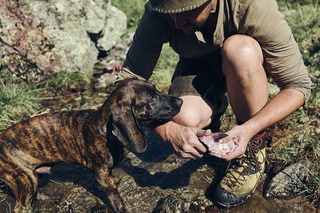 Das Herz bekommt bei Burgstaller immer der Hund als Belohnung. | Foto: Armin Walcher