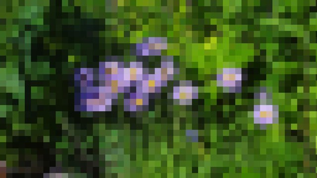 Welche Tiroler Bergblume ist auf diesem Foto zu sehen? – Hinweis 2