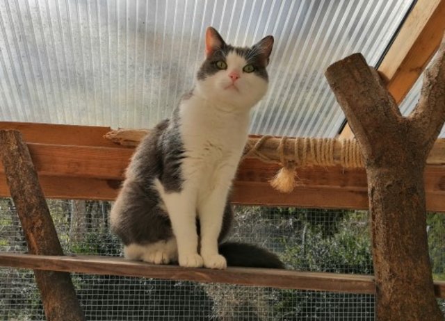 Marlin wünscht sich einen guten Platz, in dem keine Kinder oder Artgenossen wohnen. | Foto: Tierheim Reutte