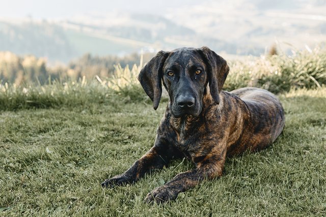 Egon ist Schweißhund in Ausbildung und hat manchmal noch keinen Bock auf Bock. | Foto: Armin Walcher