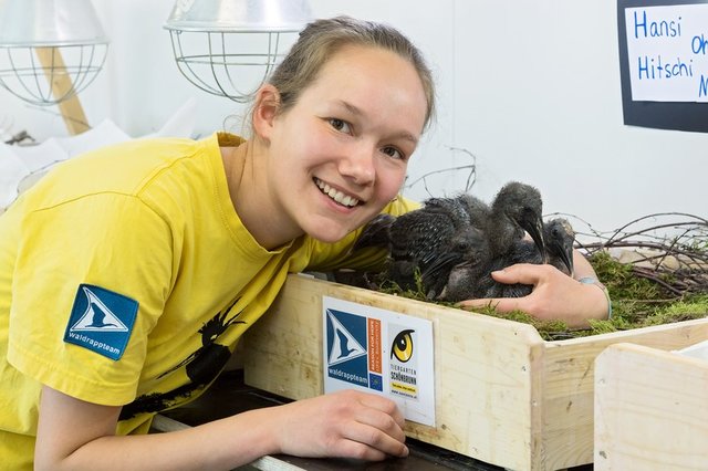 Füttern, kuscheln, spielen: Die Ziehmütter des Tiergarten Schönbrunn kümmern sich liebevoll um die Küken | Foto: Daniel Zupanc