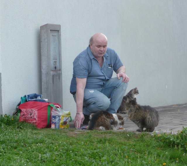 Zweimal täglich bekommen die wild lebenden Katzen in der Johann Sackl-Gasse von Horst Staudacher Futter - und das seit rund zehn Jahren.