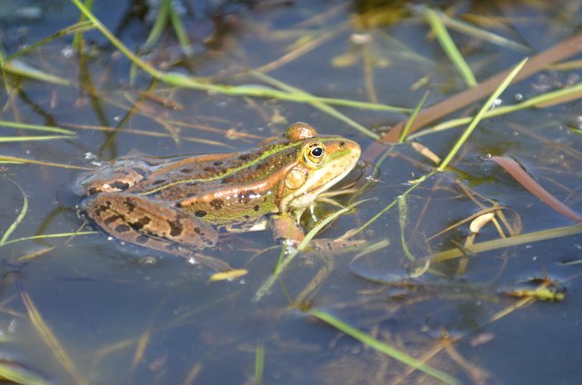 Wissenschaft für alle Der Frosch im Wassertropfen Das Leben im
