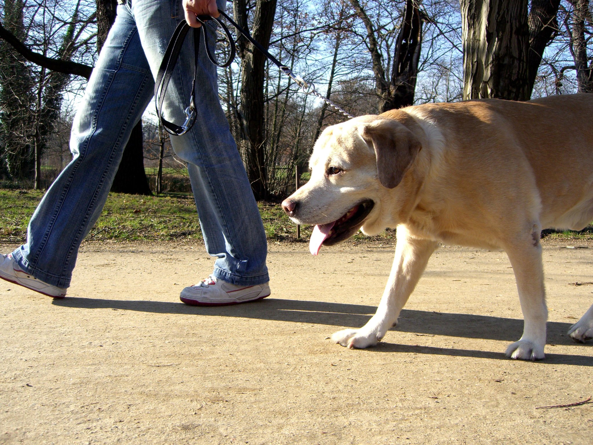 PfeffersprayAngriff Streit um nicht angeleinten Hund eskaliert Linz