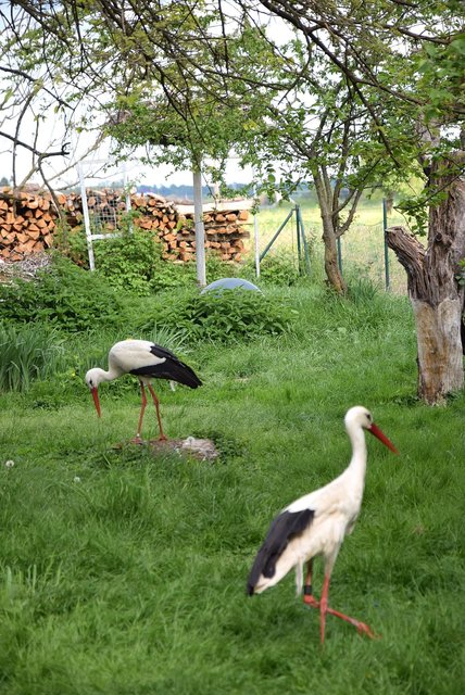 Störche in Tillmitsch Willkommensfest den Störchen aus Afrika Leibnitz