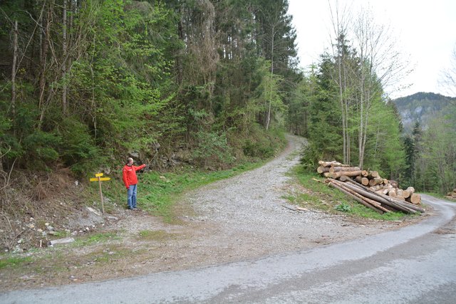 "Hier geht's lang": Nach dem Start bei der Schindlhütte geht's über die asphaltierte Kerschbaumstraße bis zur Abzweigung Forststraße Kaltenberg und weiter zur Ötscher-Tropfsteinhöhle.
