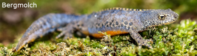 Der Bergmolch ist eine der 13 heimischen Amphibienarten, deren Lebensraum immer prekärer wird. | Foto: Andreas Kirschner