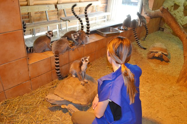 Auch zum Tierpfleger kann man sich schulen lassen. | Foto: Stadt Wels
