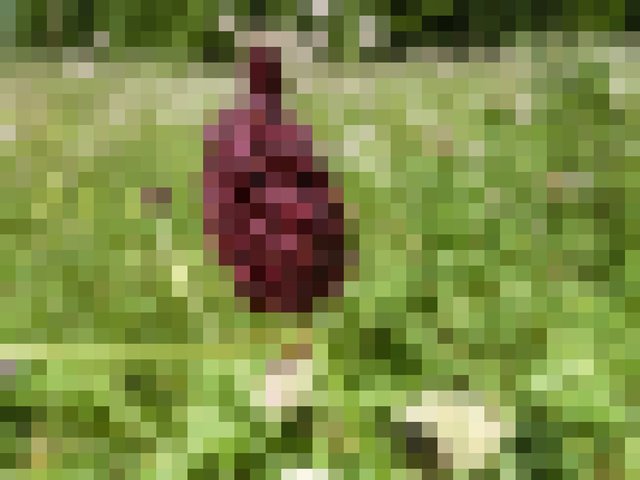 Welche Tiroler Bergblume ist auf diesem Foto zu sehen? | Foto: Elke Kusnitzius