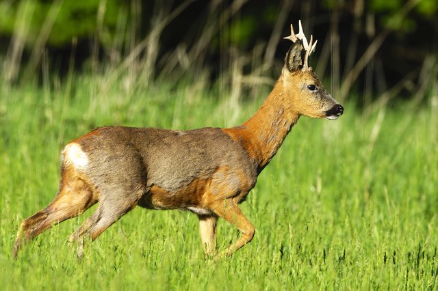 Ein Rehbock wie dieser wurde Opfer eines Wilderers. | Foto: panthermedia.net/imagepower