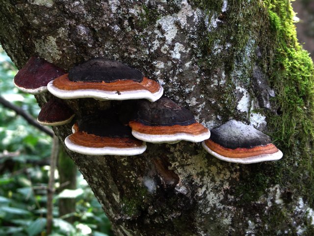 Der rotrandige Baumschwamm ist ein holzabbauender Pilz und kommt vornehmlich auf Fichte vor. | Foto: Heinz Forstinger