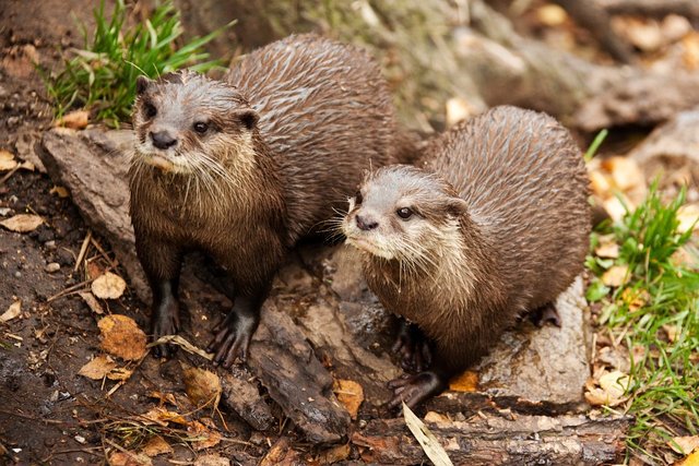 Ab 4. Mai dürfen ein Jahr lang wieder 43 Fischotter entnommen werden