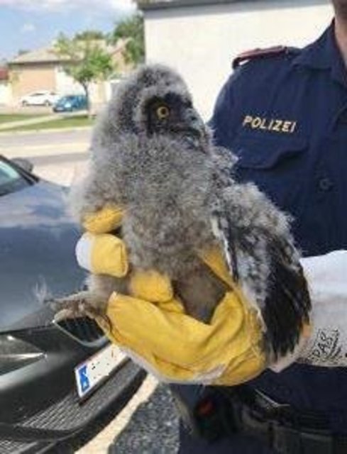 Die kleine Waldohreule ist jetzt im Nationalpark. | Foto: Foto: LPD Bgld