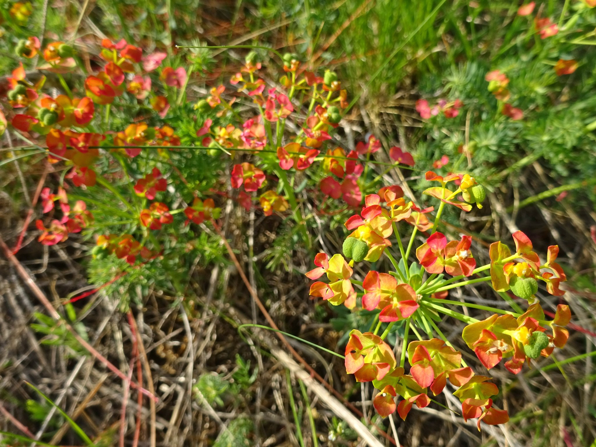 FLORA im Pannonischen Halbtrockenrasen..... Eisenstadt