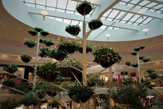 Die herrlichen Grünpflanzen freuen sich über mehr Tageslicht und gedeihen prächtig ...