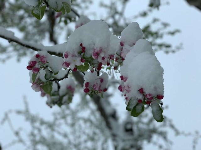 Neuschnee im Mai ist in Österreich unterhalb von 800 Meter Seehöhe durchschnittlich alle sieben bis zehn Jahre zu erwarten. Ähnlich verbreitet kalt war es zuletzt 1991.