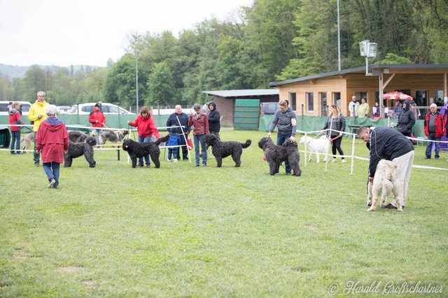 Großer Andrang an seltenen Hirtenhunderassen im Ring.