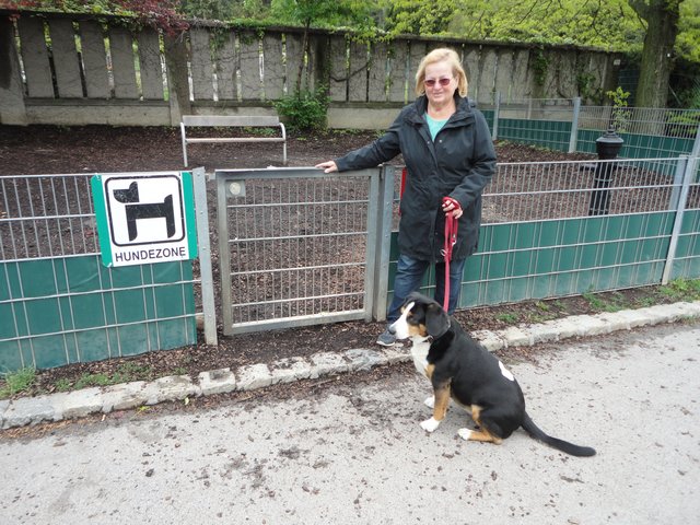In der Hundezone Alszeile wurden die alten Sitzbänke bereits enfernt und durch Neue ersetzt.