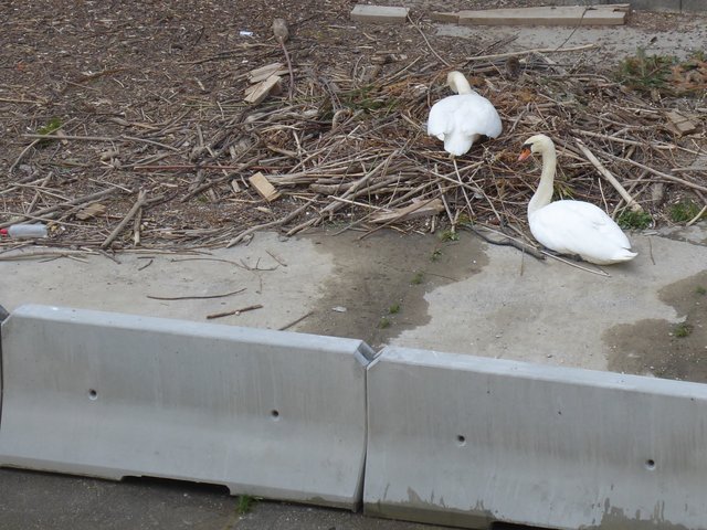 Ein Schwan brütet, der andere wacht.