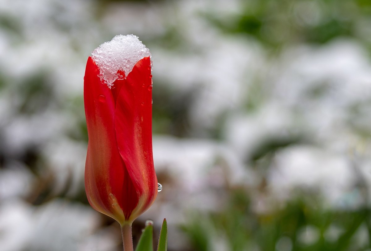 Wetter In Tirol Eisheilige Werden Ihrem Namen Gerecht Tirol