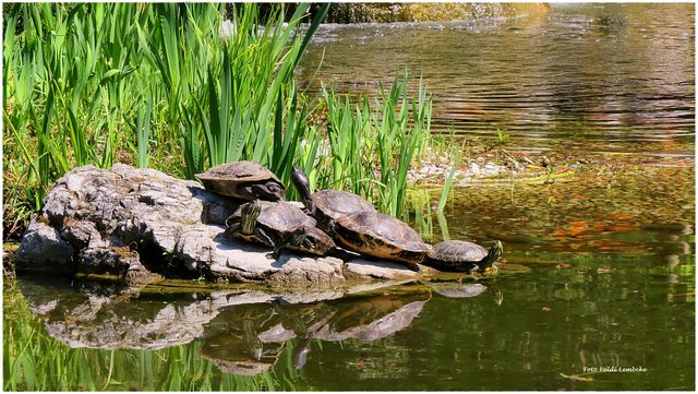 Der Lieblingsplatz der Schildkröten