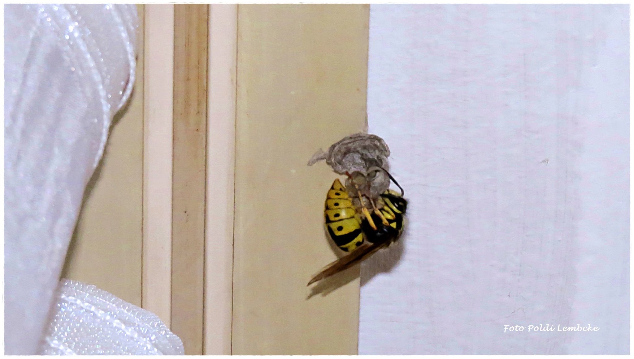 Tiere in der Wohnung Wespennest Ottakring