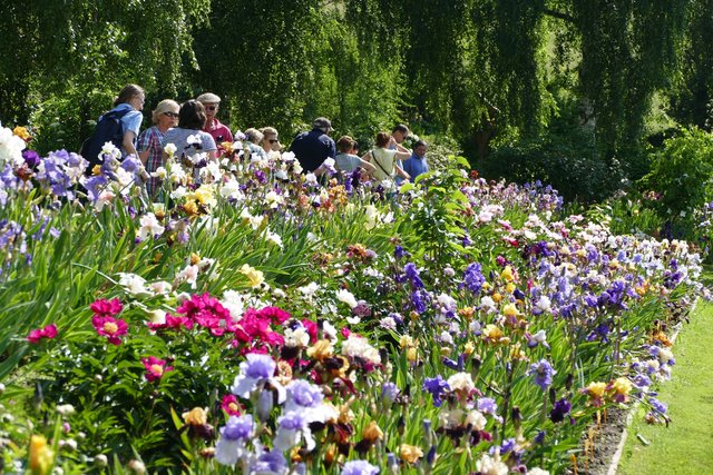 Der Irisgarten begeistert Besucher aus nah und fern. | Foto: KK