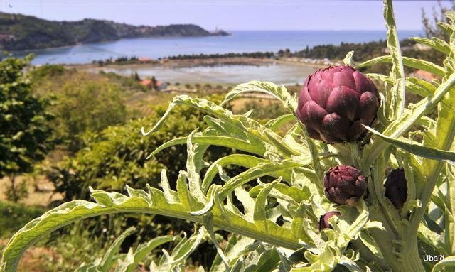 Artischocken-Fest in Strunjan: am 25. und 26. Mai auf dem Parkplatz im Zentrum von Strunjan vor dem Gasthaus "Pod trto". | Foto: Solinar Strunjan