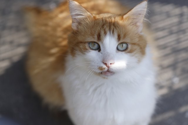 Die hübschen Katzen Gismo und Lilly suchen ein neues Heim.