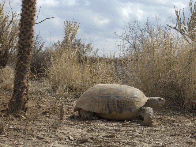Die Bolson-Schildkröte, der erste vorgeschlagene Kandidat für den Wiederaufbau des Pleistozäns