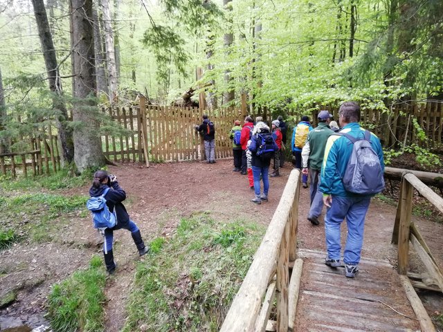 Die letzten Schritte in den normalerweise versperrten Urwald Žofin | Foto: Gerd Simon
