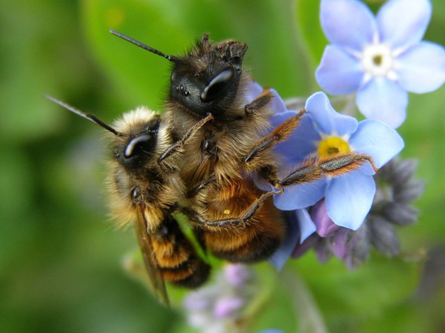 Es gibt viele Wildbienen und viele falsche Insektenhotels. Wir zeigen wie man eine nützliche Nisthilfe baut.  | Foto: Pixabay 