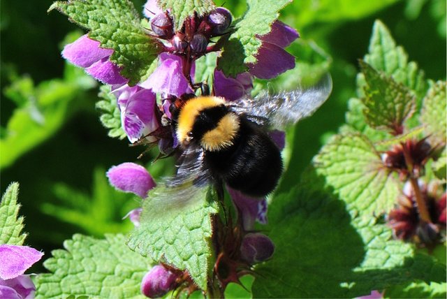 Eine Königin der Art Bombus argillaceus (Tonerde- oder Sonnenhummel) beim Anflug auf Rote Taubnesseln.